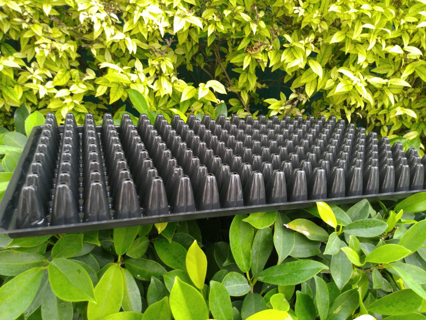 ถาดหลุมเพาะกล้าสีดำ 200 หลุม