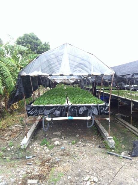 พลาสติกดำ 150 ไมครอน หน้ากว้าง 2.50 เมตร (แบ่งขายตามความต้องการ)