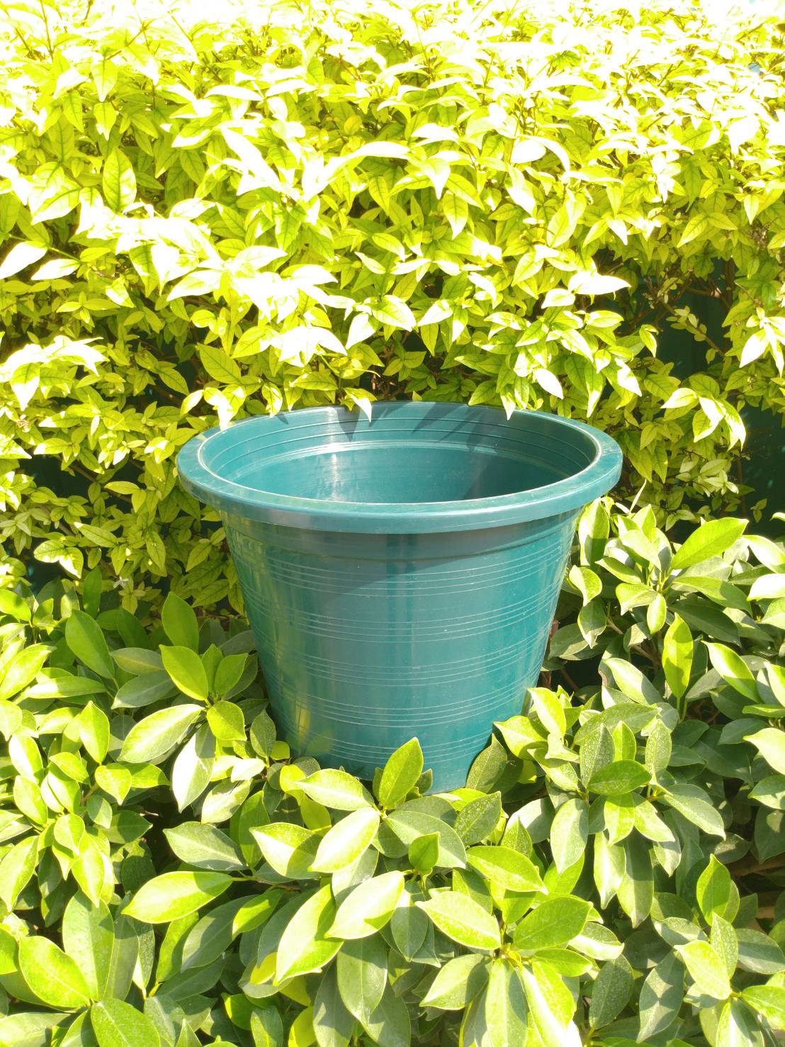 กระถางกลม 6 นิ้ว 1 ใบ (เลือกสีได้)