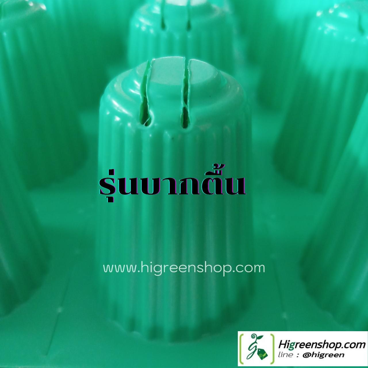ถ้วยปลูกเขียวบากตื้น แบบหนา 10 กล่อง