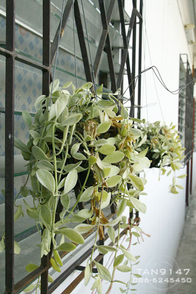 ขายกิจการห้องเช่า 42 ห้อง เพชรเกษม 63 บางแค กทม.