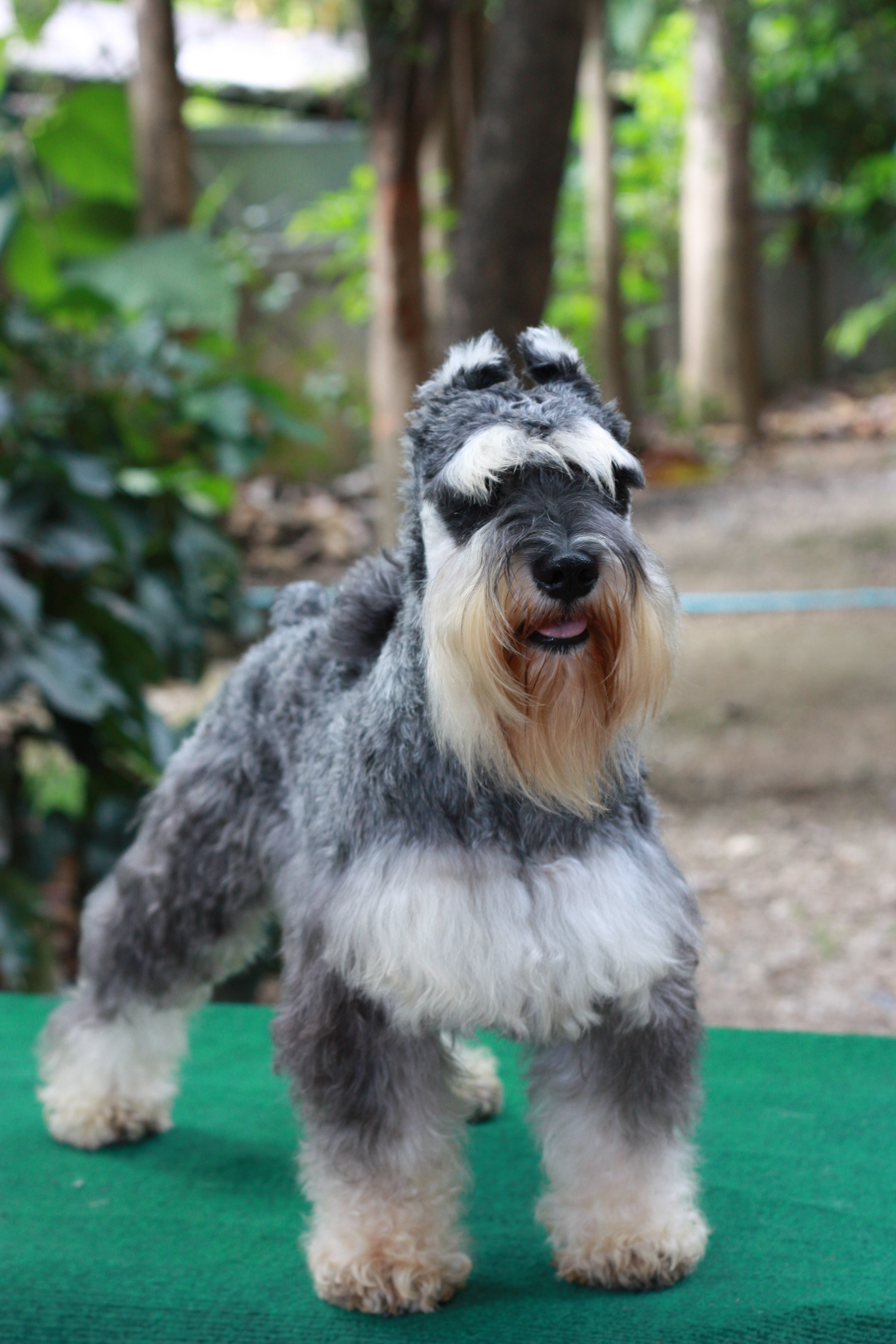 ถั่วแระ (Miniature Schnauzer)