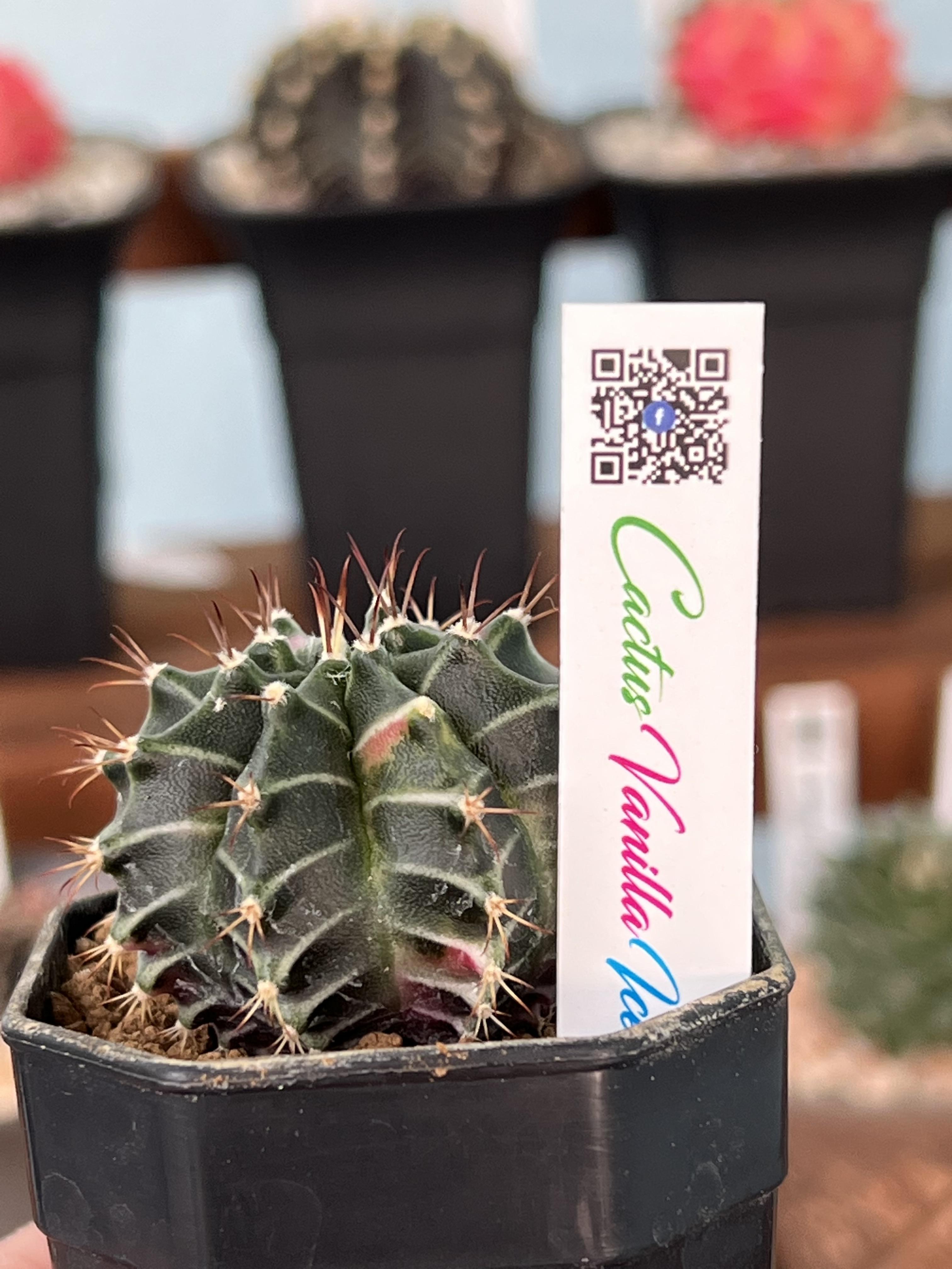 ป้าย Tag แท็กพลาสติกปักต้นไม้