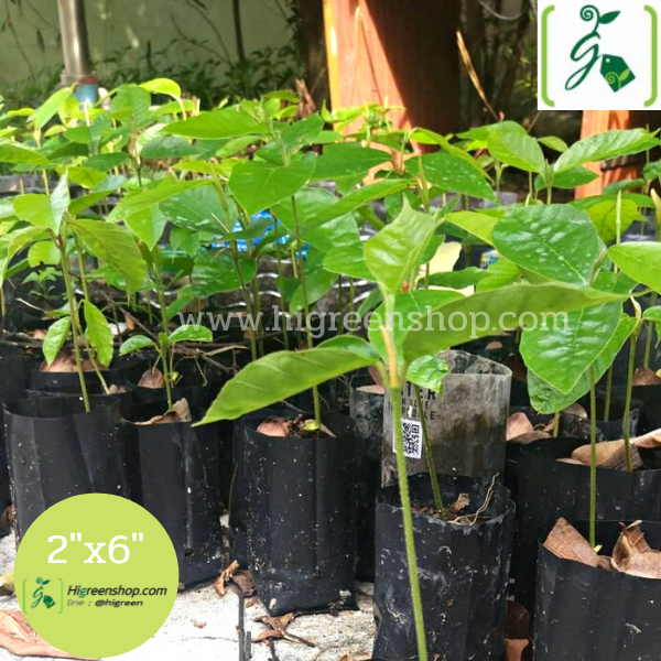 ถุงเพาะชำสีดำ ขนาด 4x8 นิ้ว 30 กก. / กระสอบ