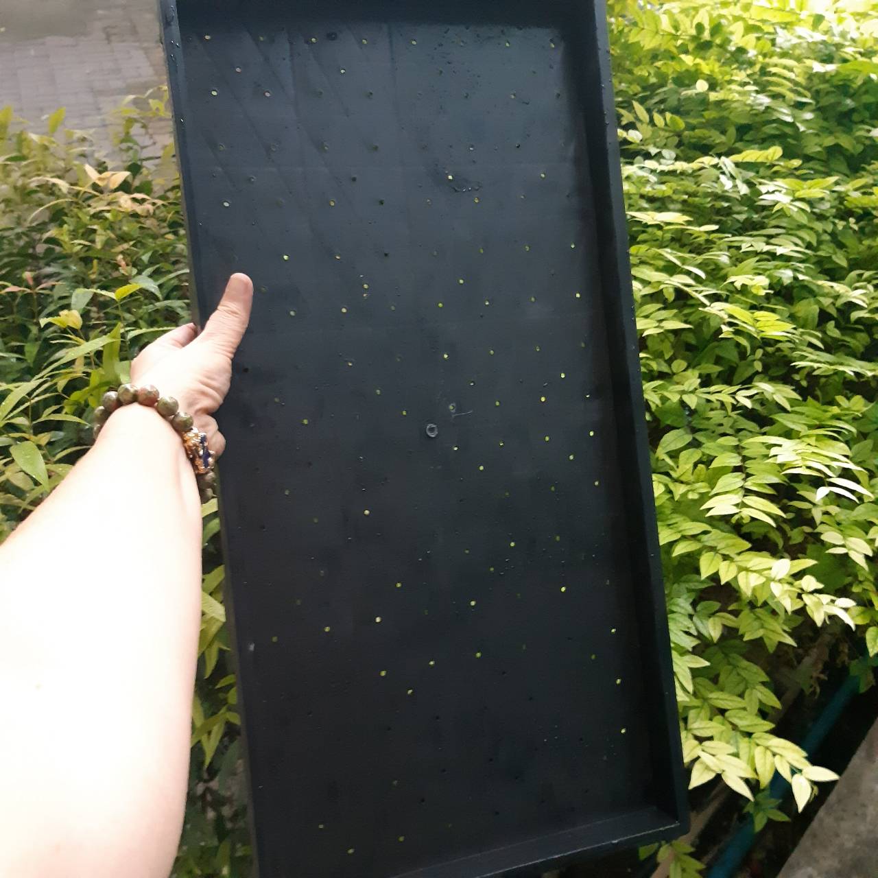 ถาดเพาะต้นอ่อนทานตะวันแบบ มีรู จำนวน 2 ถาด