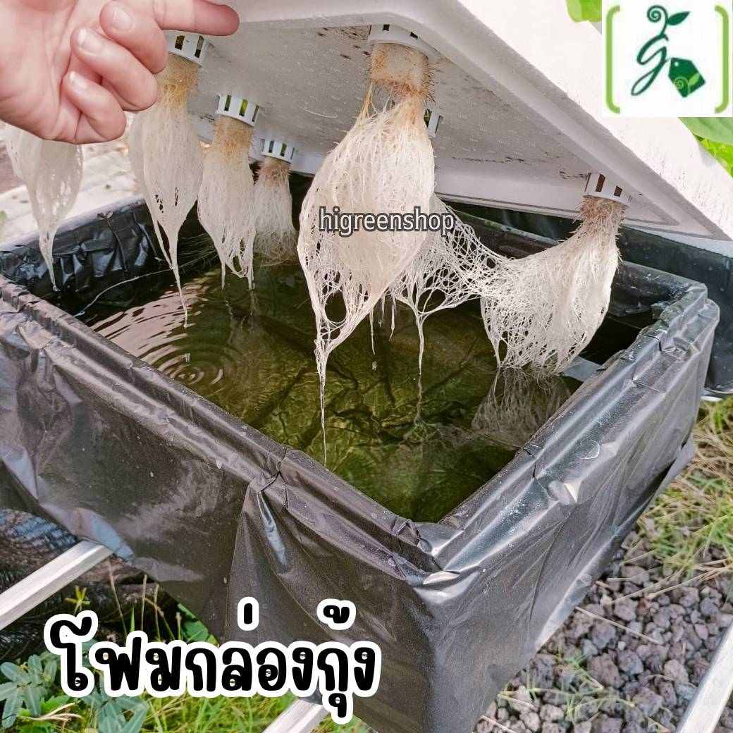 กล่องโฟมมือ 1 กล่องเปล่า กล่องกุ้ง กล่องปลูกผักไฮโดรโปนิกส์ เจาะรูฟรี เจาะรูสลัด 5 / 6 / 8 ต้น หรือผักไทย 15 ต้น เลือกได้ / เซต 10 ลัง