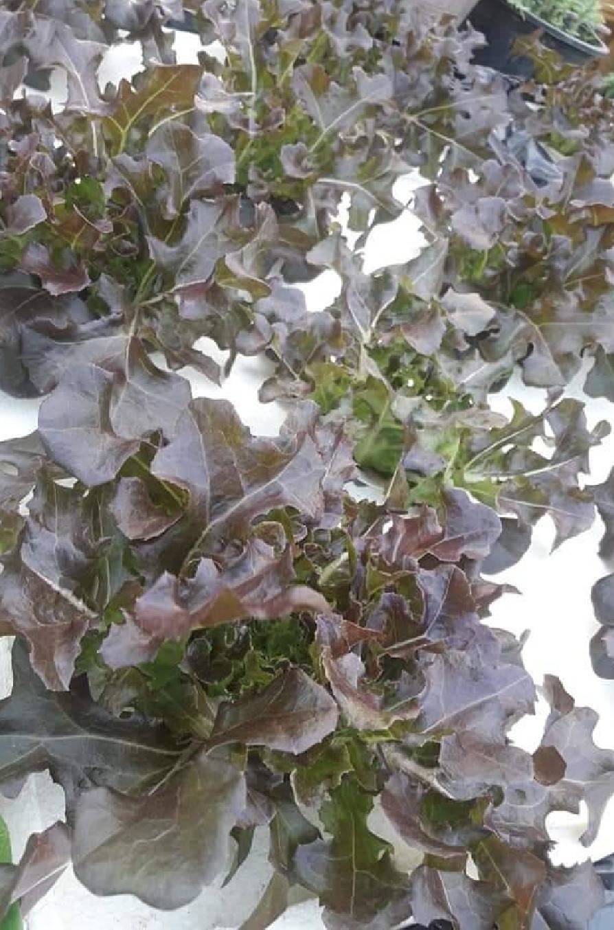 กล่องโฟมมือ 2 กล่องเปล่า กล่องปลา (สูง 35 cm.) กล่องปลูกผักไฮโดรโปนิกส์ เจาะรูฟรี + แถมถุงรองลัง เจาะรูสลัด 8 ต้น หรือผักไทย 20 ต้น เลือกได้ เซต 10 ลัง