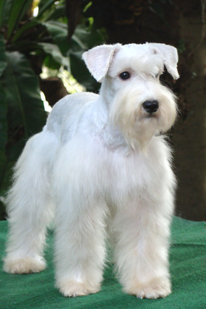 Snowky (Miniature Schnauzer)
