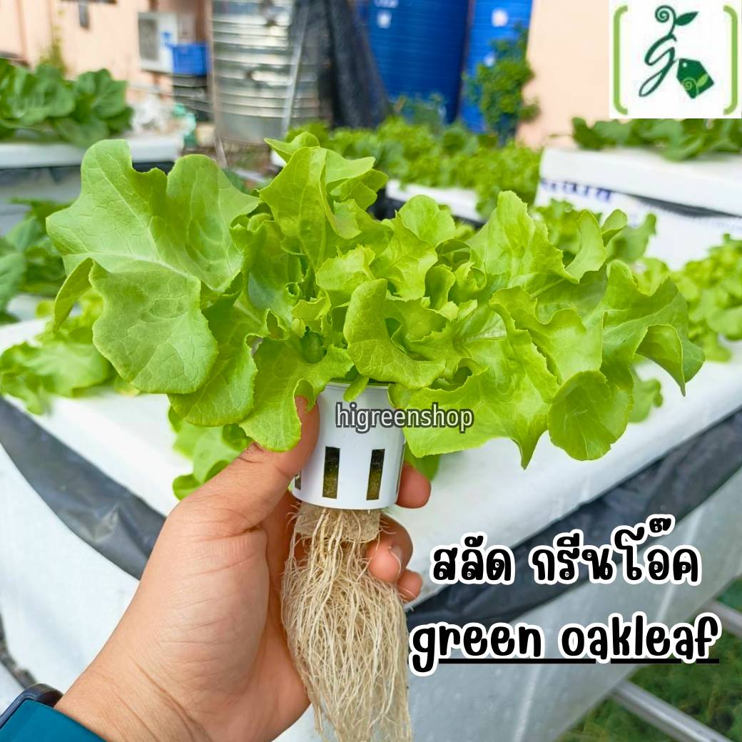 กล่องโฟมมือ 1 กล่องเปล่า กล่องกุ้ง กล่องปลูกผักไฮโดรโปนิกส์ เจาะรูฟรี เจาะรูสลัด 5 / 6 / 8 ต้น หรือผักไทย 15 ต้น เลือกได้ / เซต 10 ลัง