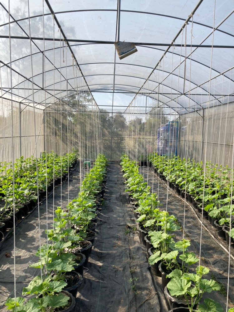 เชือกผ้าผูกเถาเมล่อนขนาด 4 มม. 350-400 เมตร/ห่อ