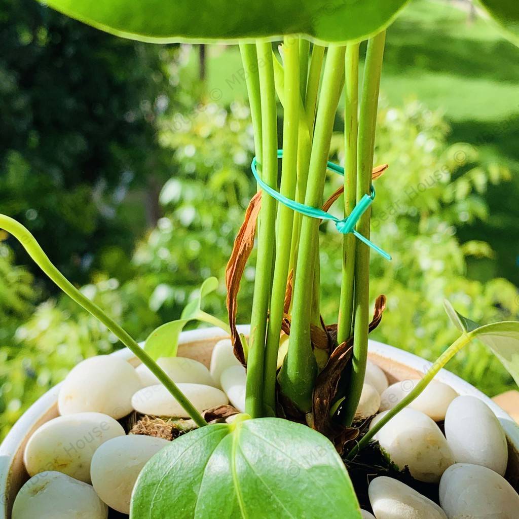 ลวดเขียวดัดอเนกประสงค์ (TWIST TIE) 50 เมตร/ม้วน