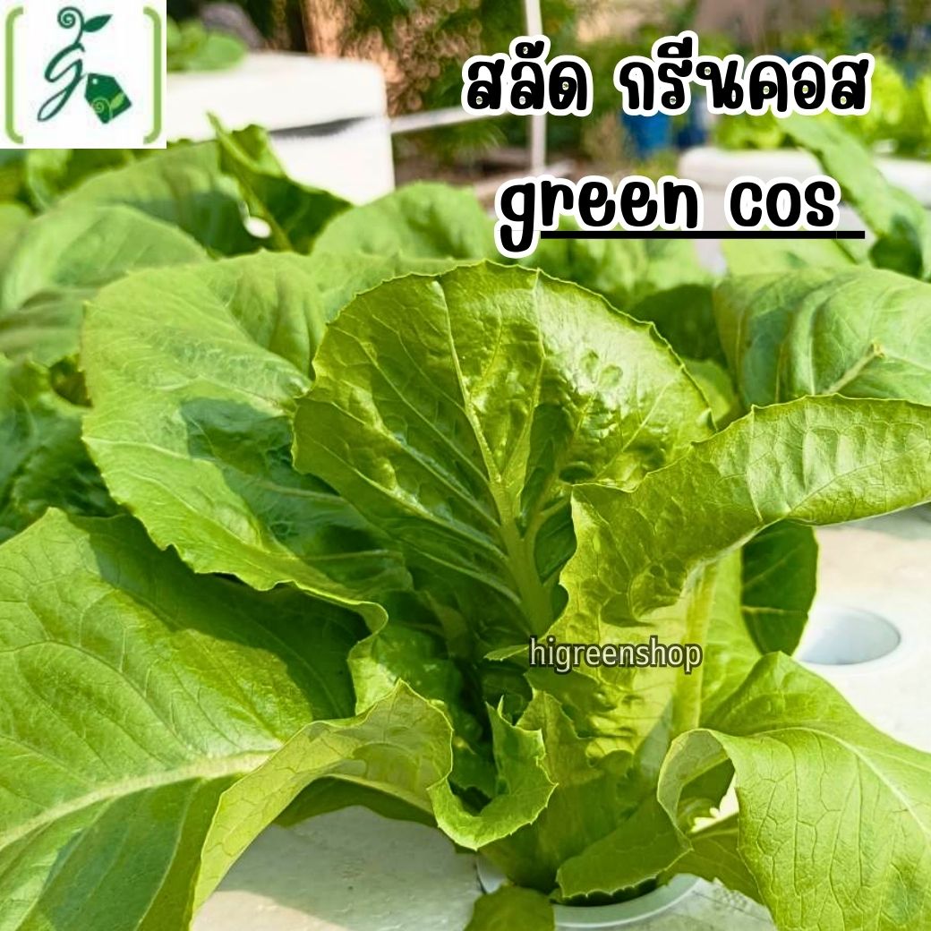 กล่องโฟมมือ 1 กล่องเปล่า กล่องกุ้ง กล่องปลูกผักไฮโดรโปนิกส์ เจาะรูฟรี เจาะรูสลัด 5 / 6 / 8 ต้น หรือผักไทย 15 ต้น เลือกได้ / เซต 10 ลัง