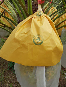 ถุงห่ออินทผลัม ถุงห่อจั่นผลอินทผลัม ถุงกระดาษห่ออินทผลัม ใช้ห่อผลไม้ขนาดใหญ่ เป็นเครือ อาทิ อินทผลัมกลาง กล้วยหอม ขนุน เพื่อป้องกันโรค แมลง และทำให้ผิวสวย