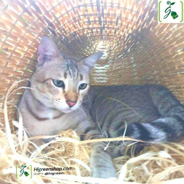 ตะกร้าสาน รังไก่ รังนก ที่นอนแมว จำนวน 1 ใบ