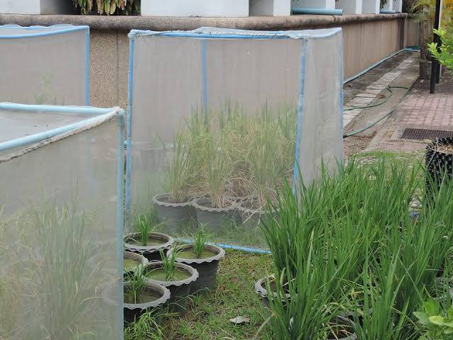 (ตัดสำเร็จพร้อมจำหน่าย) พลาสติกใส พลาสติกดำ มุ้ง สแลนด์ หน้ากว้าง 2/3/4/5/6/7 เมตร เลือกได้ตามต้องการ