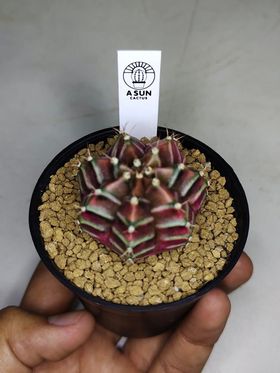 ป้าย Tag แท็กพลาสติกปักต้นไม้