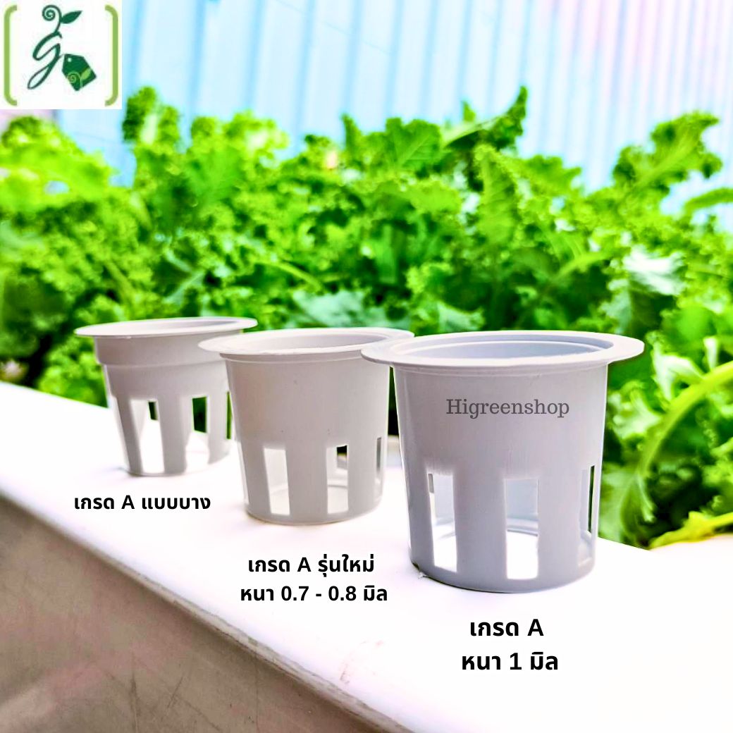 ถ้วยปลูกสีขาว 100 ใบ (ใช้ซ้ำ) เกรด A รุ่นใหม่