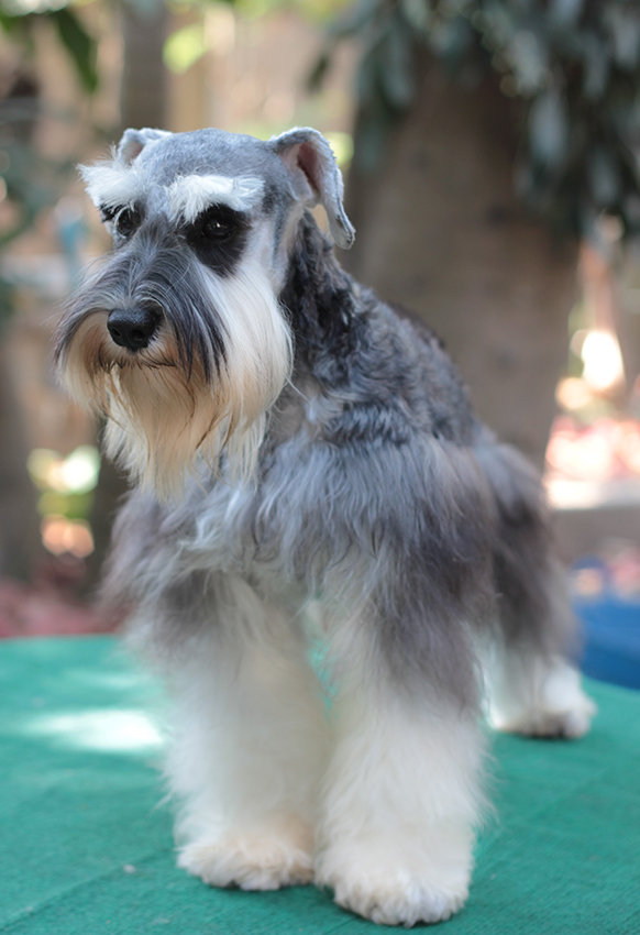 ดีน่า (Miniature Schnauzer)
