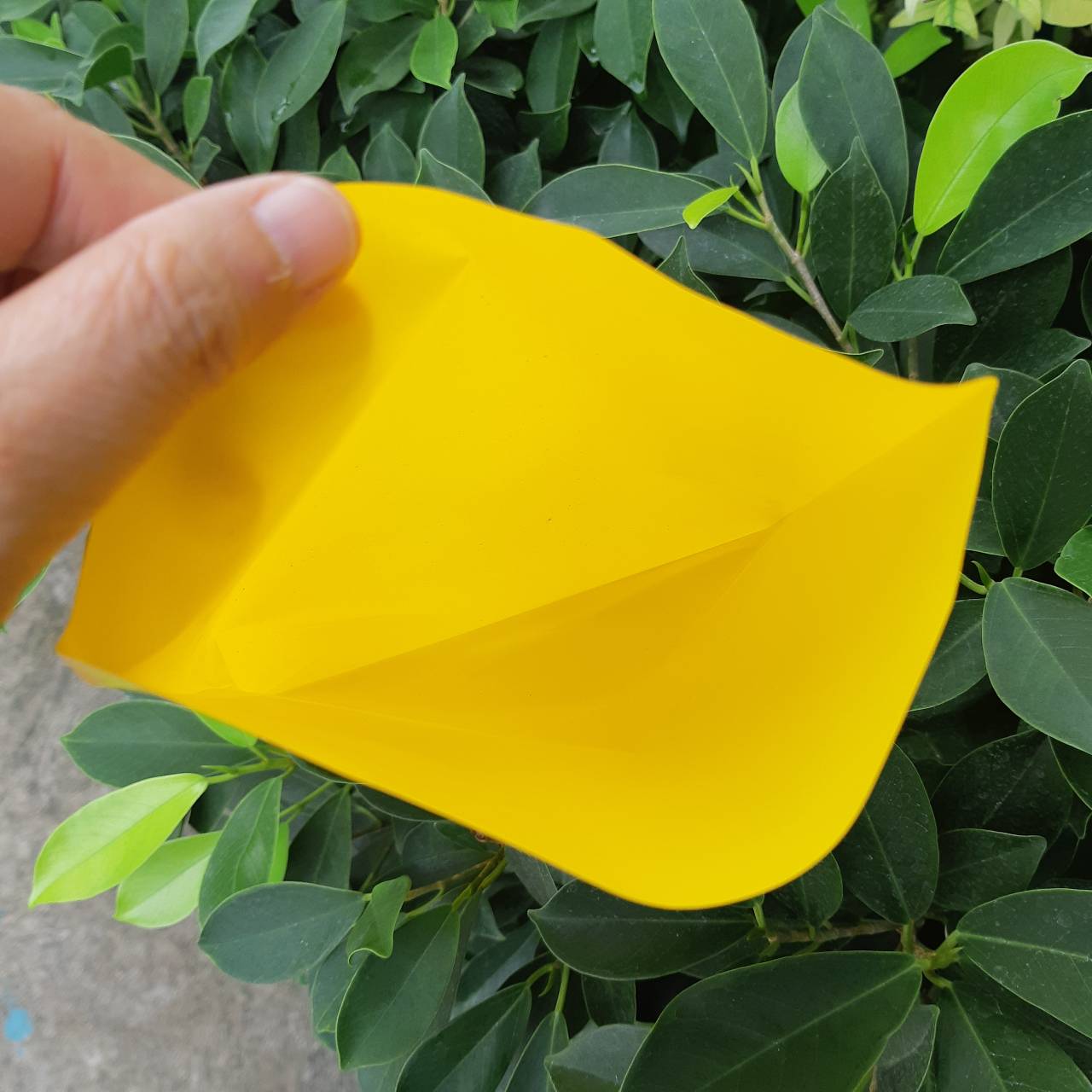 ถุงเหลืองล่อแมลง 50 ใบ