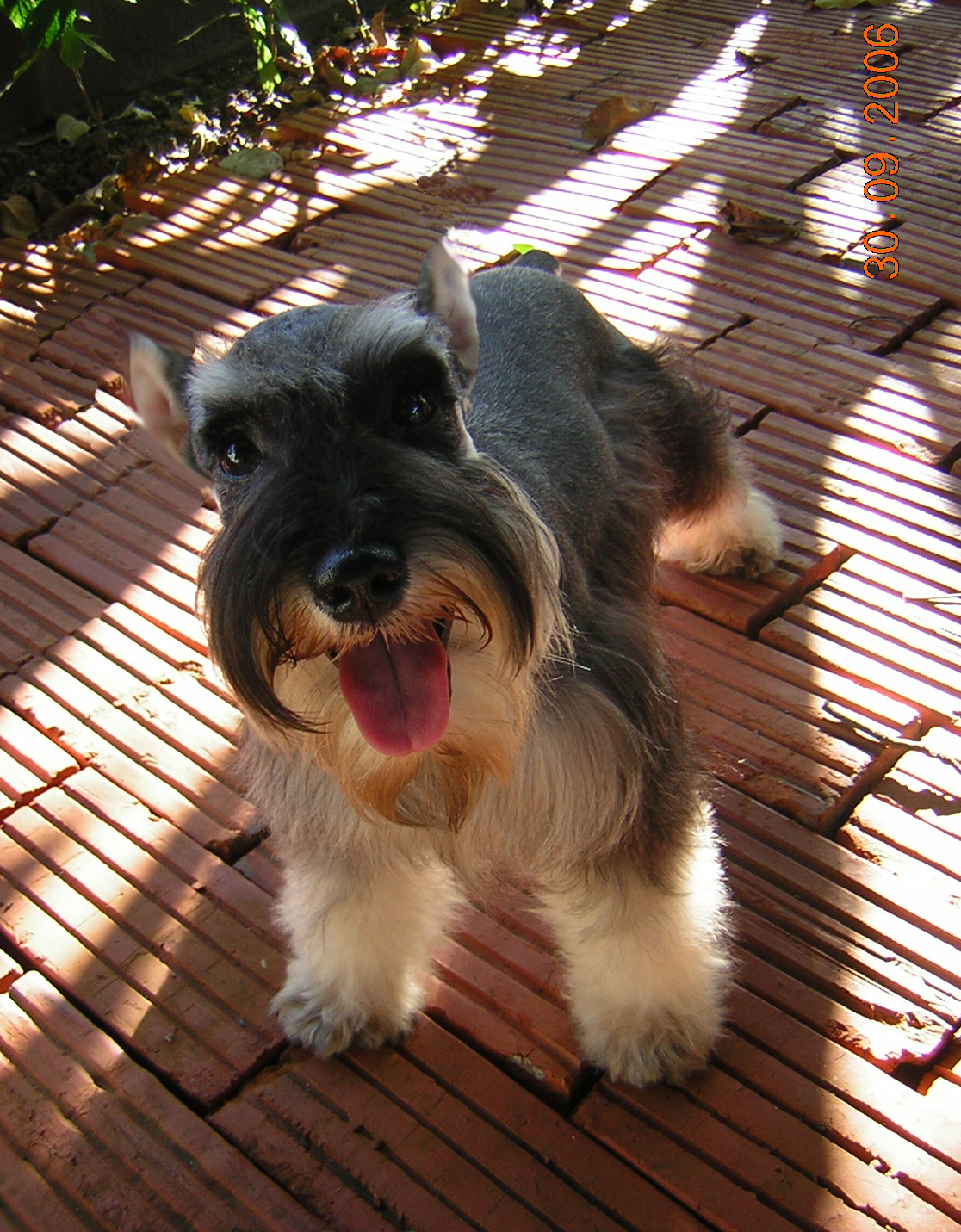 หมูเต๊ะ (Miniature Schnauzer)