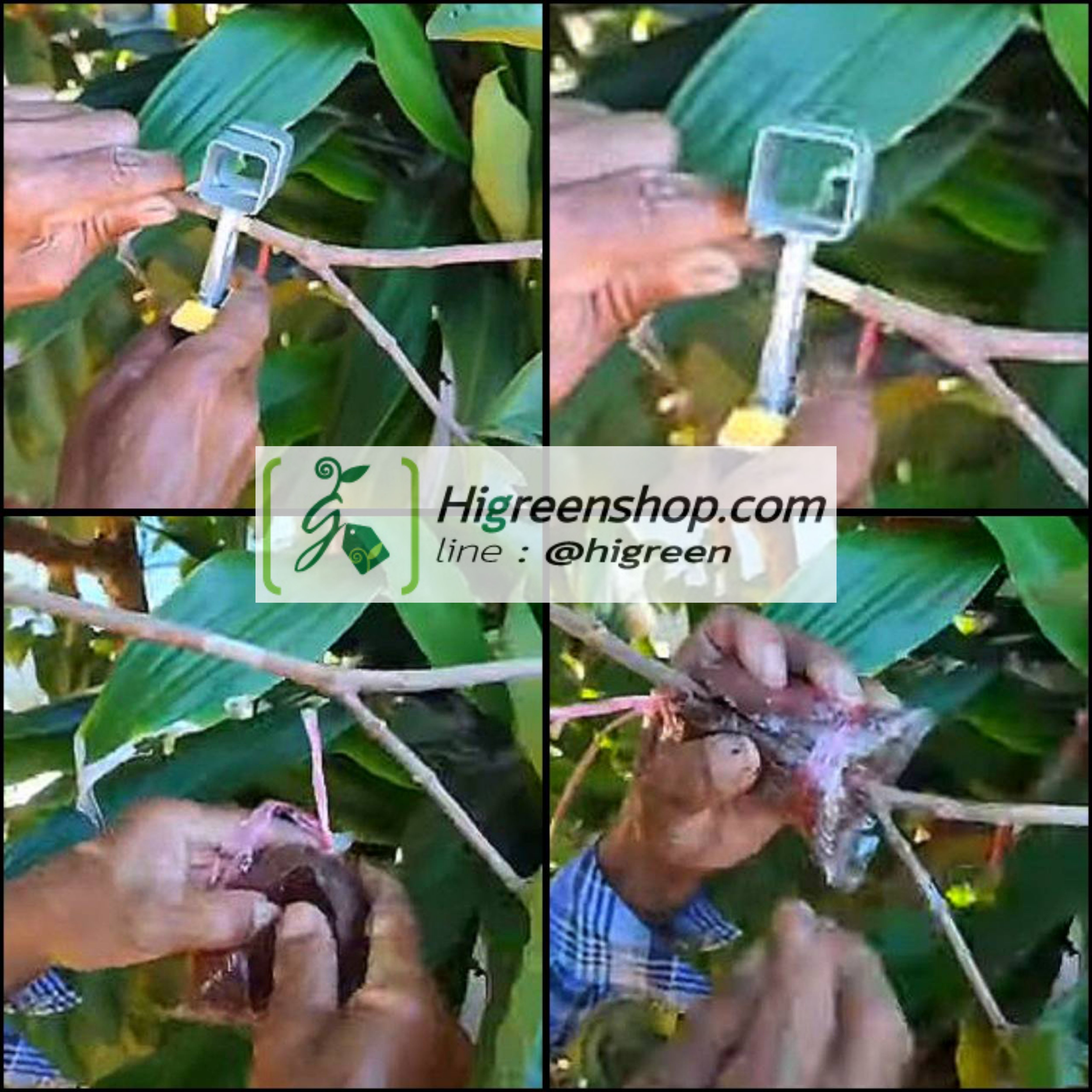 คีมตอนกิ่ง (คละสี)