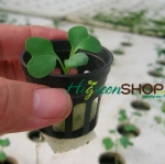 ถ้วยปลูกดำแบบบาง 10,000 ใบ