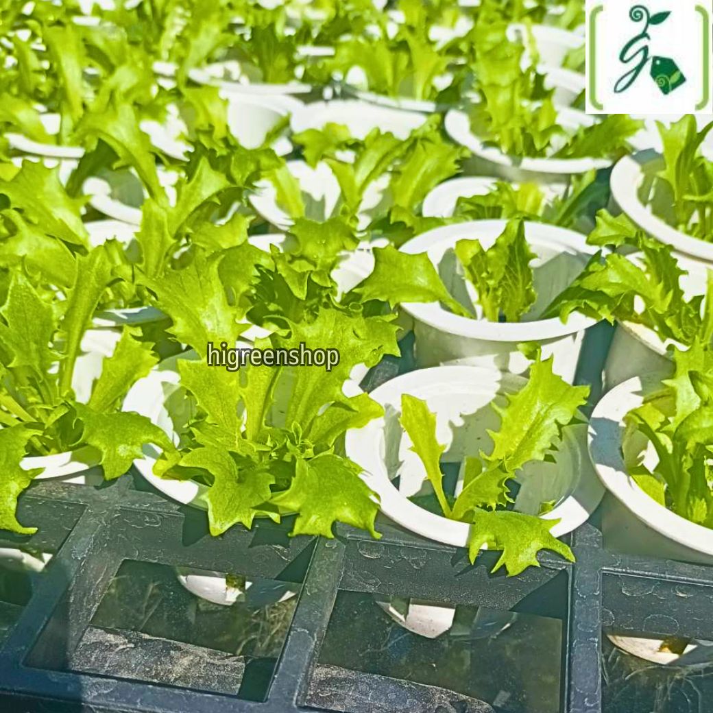 ตะแกรงย้ายลูกกล้าขนาด 1 นิ้ว