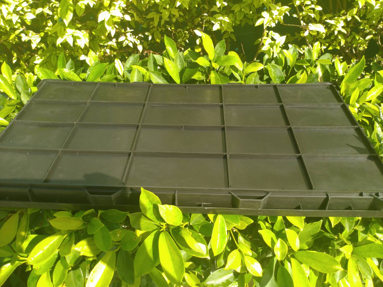 ถาดเพาะต้นอ่อนทานตะวันแบบ ไม่มีรู จำนวน 2 ถาด