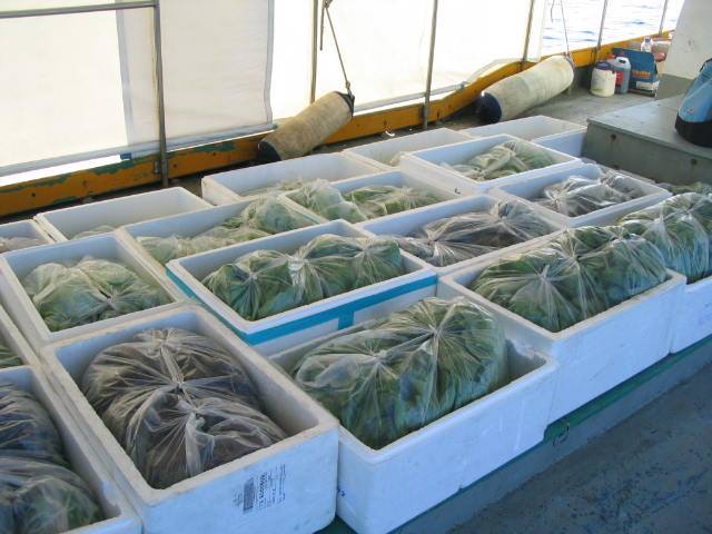 ถุงใส่ผัก เกรดพรีเมี่ยม 3-5 ก.ก. 210 กก.