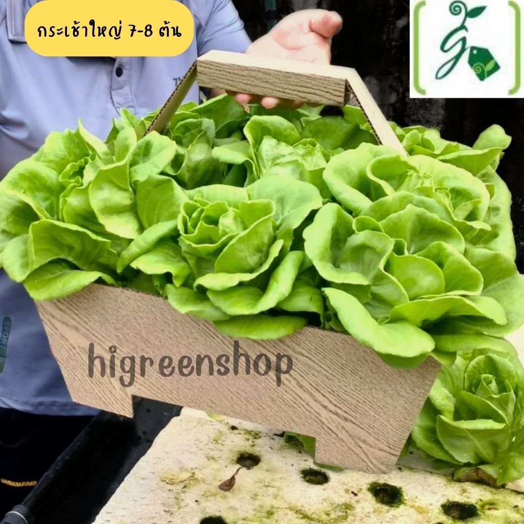 กระเช้าใหญ่ใส่ผัก 5 ใบ