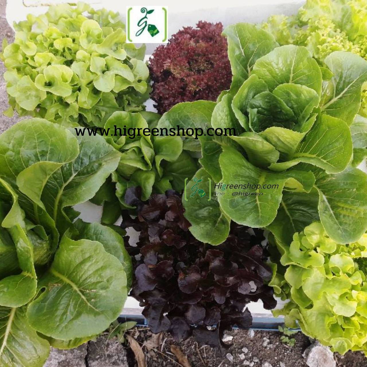 ชุดคิทกล่องโฟม 8 ต้น (น้ำนิ่ง)