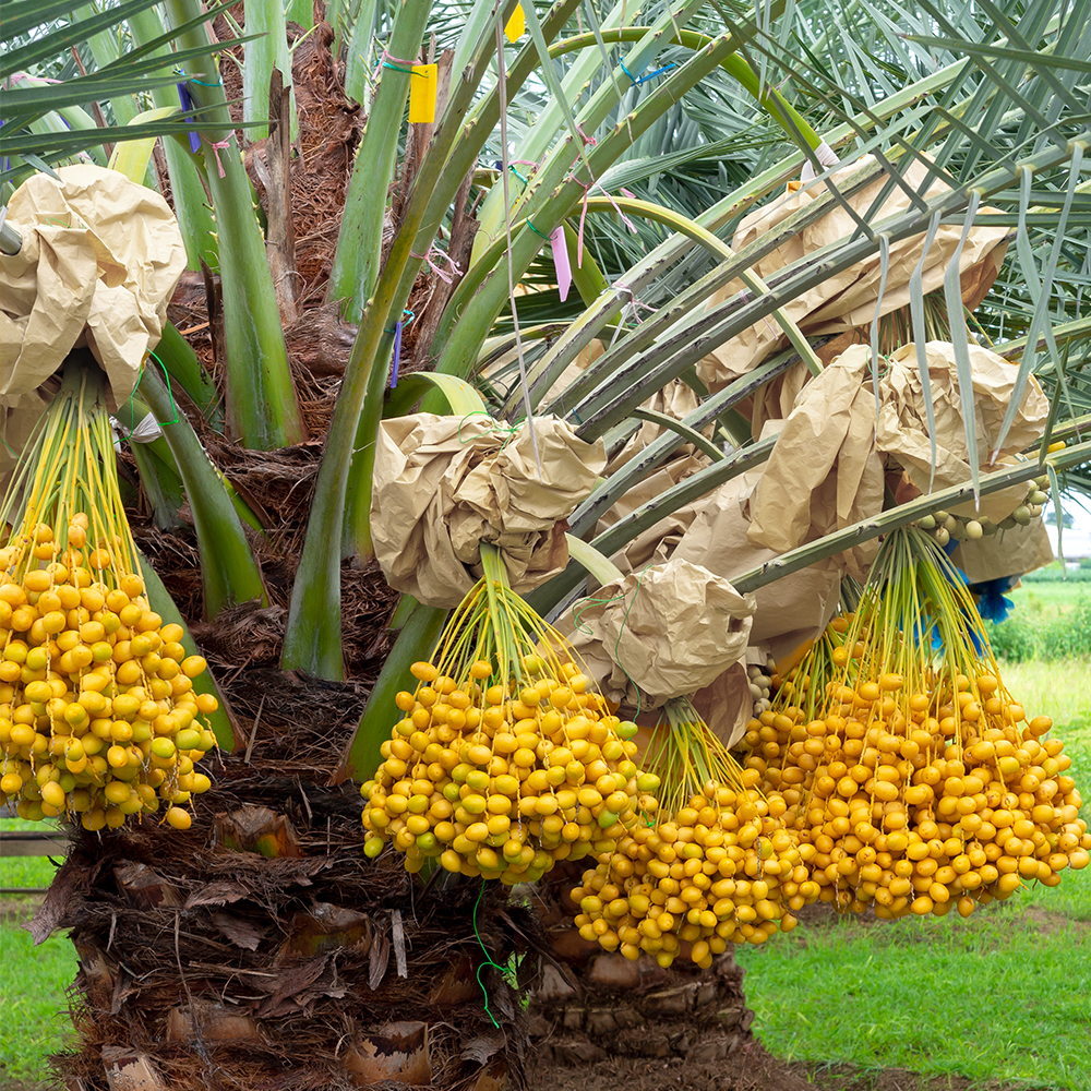 กระดาษห่ออินทผาลัม กล้วย ผลไม้ กันน้ำ กันแมลง ศัตรูพืชรบกวน แผ่นใหญ่ สามารถปรับเปลี่ยนไซส์ขนาดของถุงห่ออินทผาลัมได้ตามความต้องการ 20 แผ่น