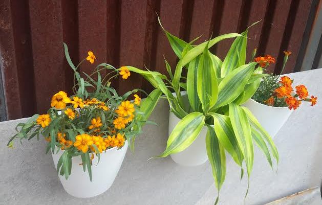 กระถางสีขาว แบบแขวน 1 ใบ