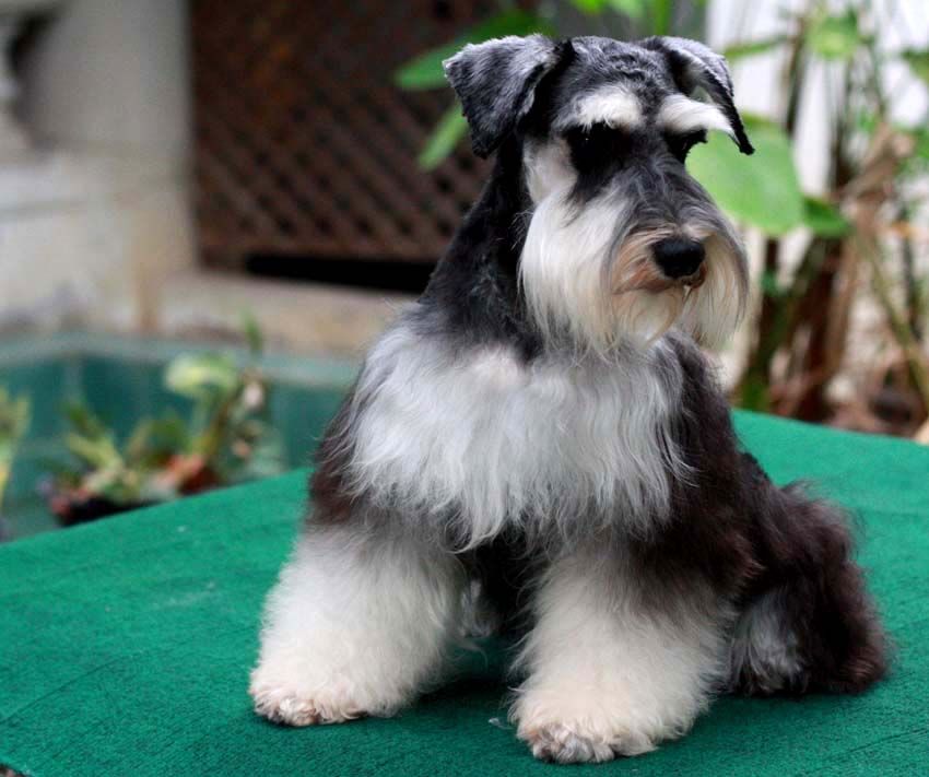 บุญรอด (Miniature Schnauzer)