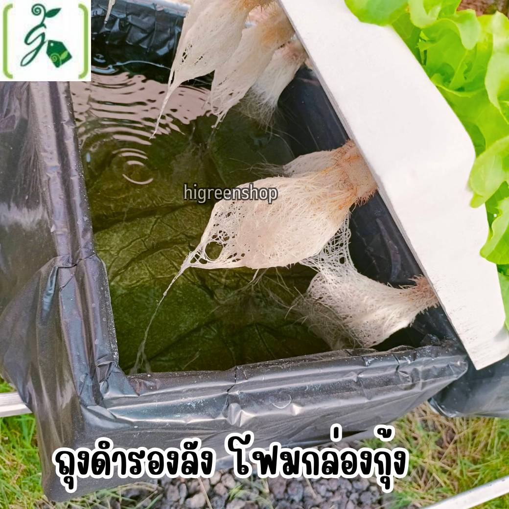 กล่องโฟมมือ 1 กล่องเปล่า กล่องกุ้ง กล่องปลูกผักไฮโดรโปนิกส์ เจาะรูฟรี เจาะรูสลัด 5 / 6 / 8 ต้น หรือผักไทย 15 ต้น เลือกได้ / เซต 10 ลัง