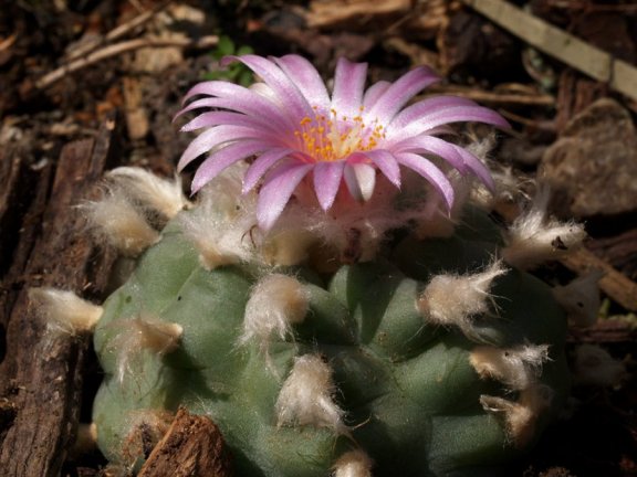 เมล็ด Lophophora williamsii v San Antonio (10 เมล็ด)