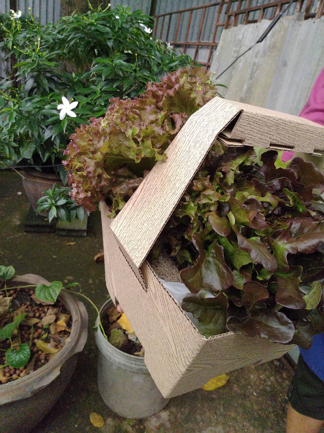 กระเช้าใส่ผักขนาดเล็ก 5 ใบ