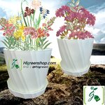 กระถางต้นไม้พร้อมถาดรอง กระถางตั้งโต๊ะ ไซส์ M จำนวน 1 ใบ/แพ็ค