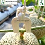 ตะขอแขวนลูกเมล่อน นำเข้าจากญี่ปุ่น 5ชิ้น/แพ็ค