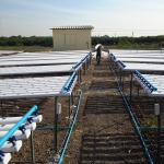 ชุดปลูกสำเร็จ NFT 240(รางเปิด) ขนาด 1.6x6 เมตร(ไม่มีหลังคา)