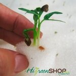 ฟองน้ำเนื้อละเอียด รุ่น LX ขนาด1x1x1 นิ้ว 250แผ่น/ห่อ 10 ห่อ