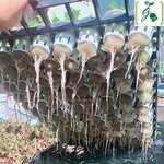 ตะแกรงย้ายลูกกล้าขนาด 1 นิ้ว