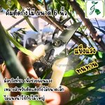 คีมตัดกิ่งไม้ ขนาด 6 นิ้ว