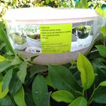 ชามสลัดบินเนอร์