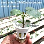 ถ้วยปลูกสีขาว 100 ใบ (ใช้ซ้ำ) เกรด A แบบบาง