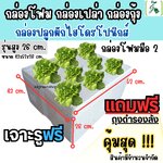 กล่องโฟมมือ 2 กล่องเปล่า กล่องกุ้ง (ตัวสูง 26 cm.) กล่องปลูกผักไฮโดรโปนิกส์ เจาะรูฟรี + แถมถุงรองลัง เจาะรูสลัด 5 / 6 / 8 ต้น หรือผักไทย 15 ต้น เลือกได้ (กล่องมือ 2) เซต 10 ลัง