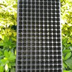 ถาดหลุมเพาะกล้าสีดำ 200 หลุม 100แผ่น/กล่อง