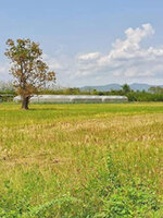 รับซื้อที่ดิน สงขลา(หาดใหญ่) บริการเร็วถึงที่ 081-9160211 line @buyall 24 ชั่วโมง