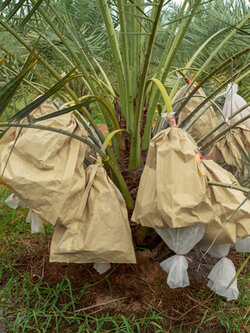 กระดาษห่ออินทผาลัม กล้วย ผลไม้ กันน้ำ กันแมลง ศัตรูพืชรบกวน แผ่นใหญ่ สามารถปรับเปลี่ยนไซส์ขนาดของถุงห่ออินทผาลัมได้ตามความต้องการ 20 แผ่น