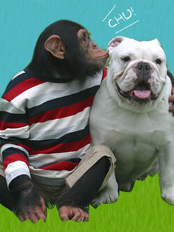 ขำกลิ้งลิงกับหมา [ รวม 32 ตอน ] ชุดสุดคุ้ม Dvd